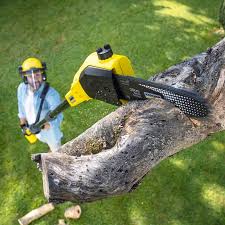 Professional Tree Removal in Okolona, MS